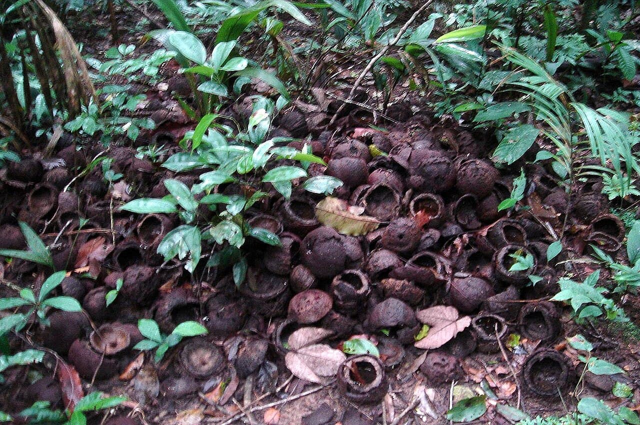 Castanha-do-Brasil Sem Casca Inteira