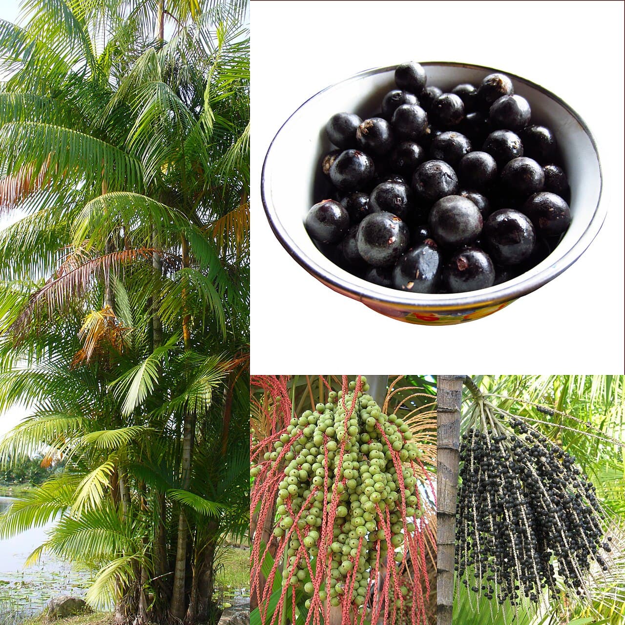 Compra: Polpa de Açaí Granel — 50 toneladas/mês